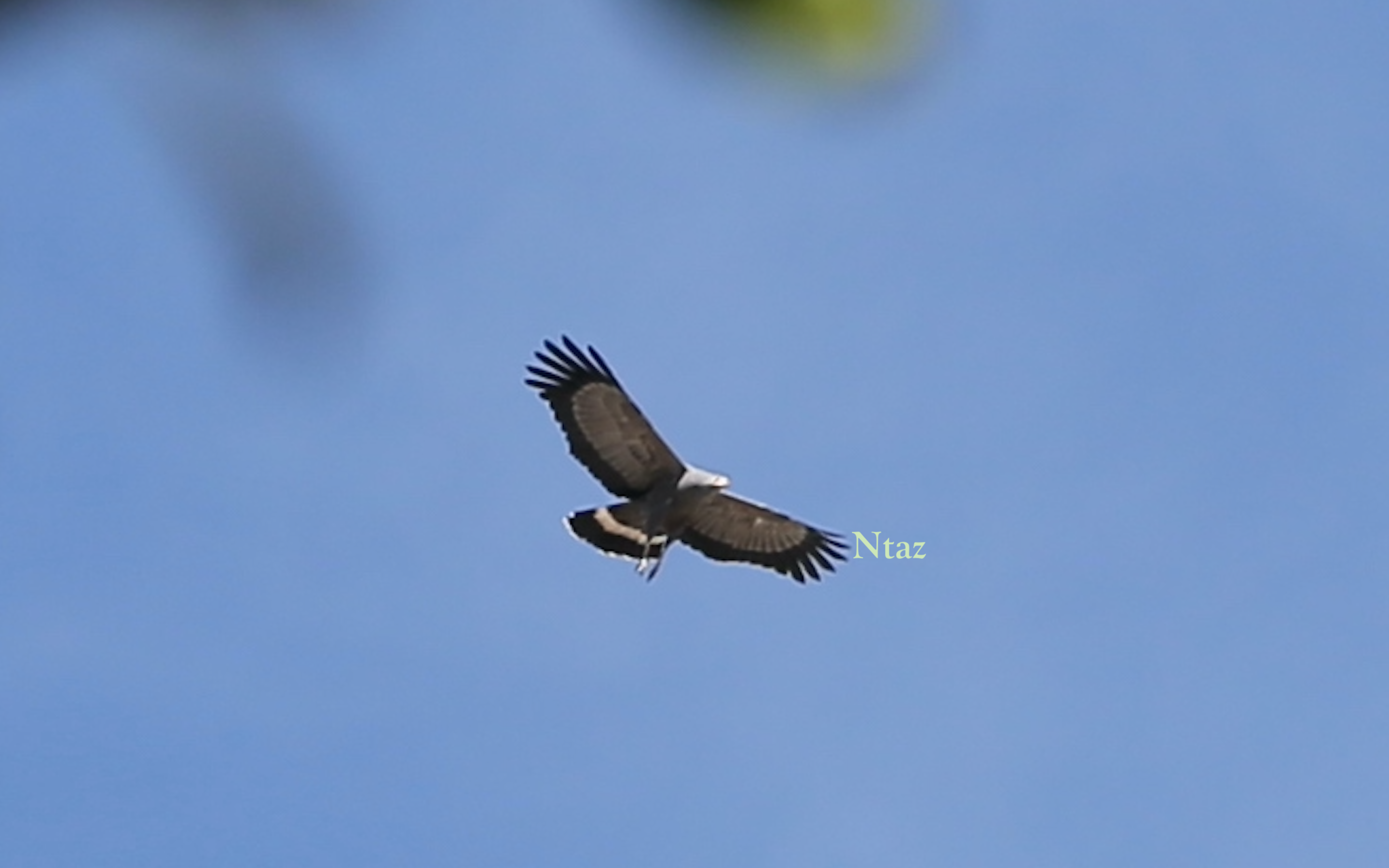 Soaring Raptors Wings of soaring Raptors – Talk Photo