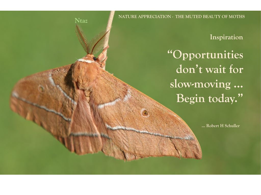 Muted Insect Muted moths & other busy insects! – Talk Photo