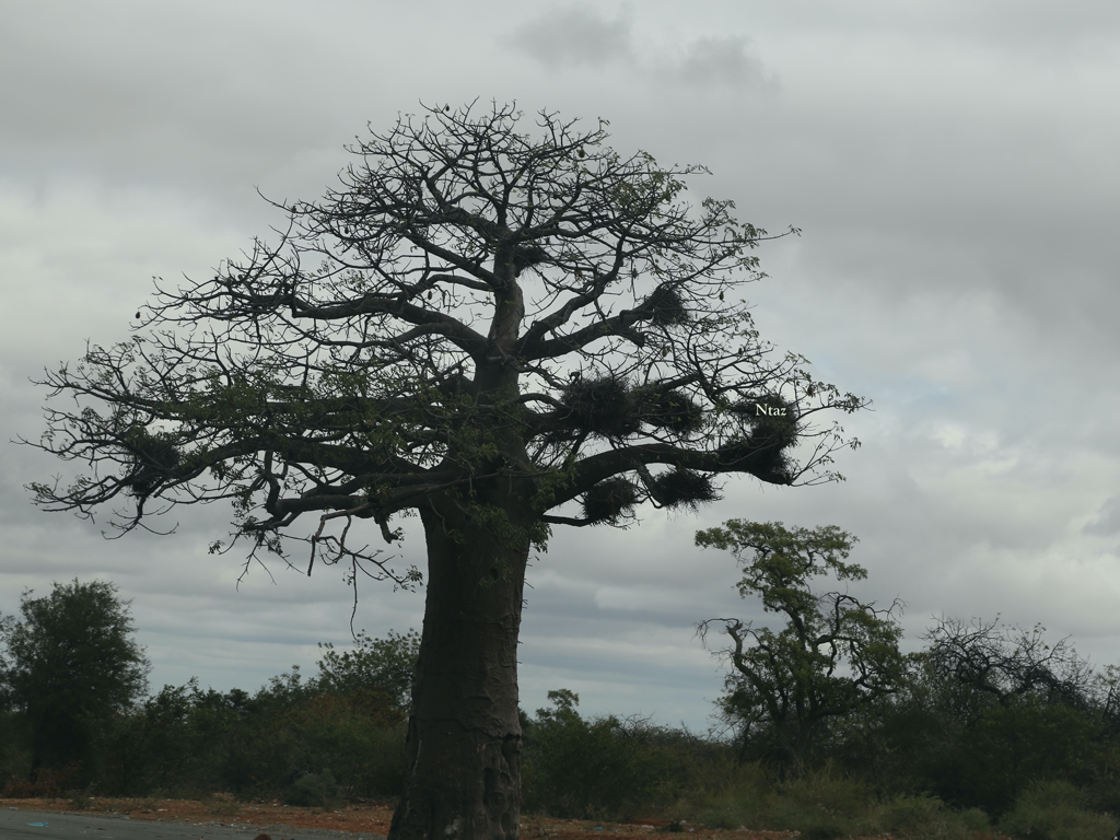 Baobab landscapes, Southern Africa – abundance in nature – Talk Photo
